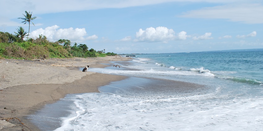 Canggu is one of the most beautiful beaches in Bali with a vibrant surf culture