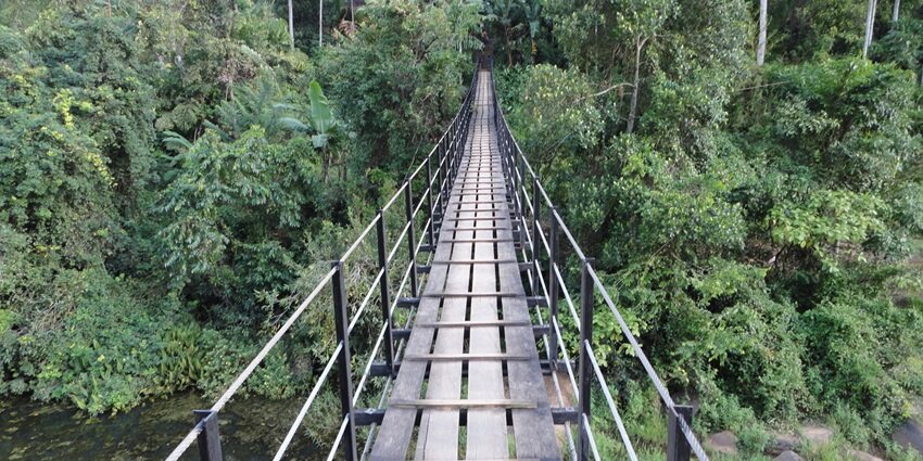 Walk the canopy bridge through the lush rainforests capturing the majestic sights all around