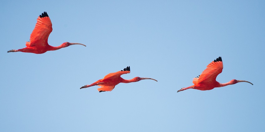 A breathtaking view of three pink flamingoes flying in the clear blue sky during the day.