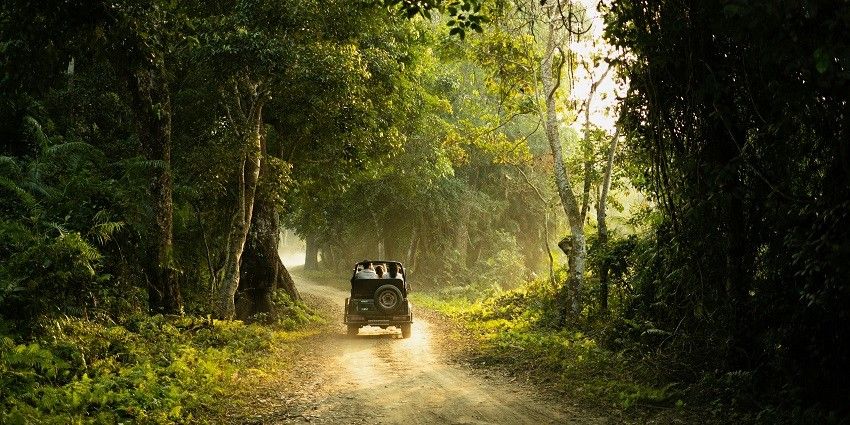 Scenic image of a car passing through a path in the middle of lush green jungle