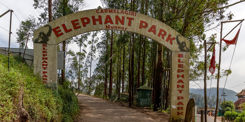 Elephants walking in the grasslands of Manas National Park–places to visit in munnar for couples