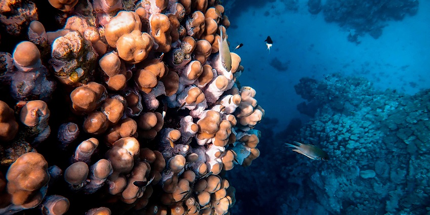 Vibrant underwater scene with colorful fish and corals, showcasing scuba diving in Vietnam