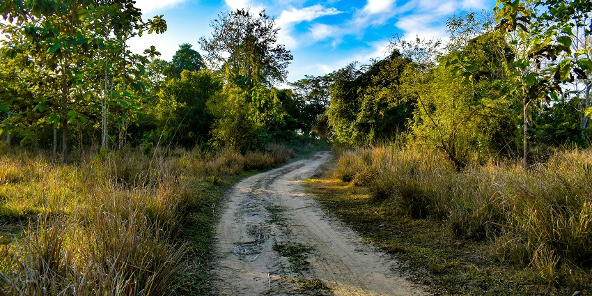 Breathtaking view of a dirt road in the middle of a lush green forest during the daytime.