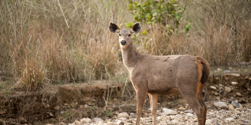 Chail Wildlife Sanctuary is one of the top wildlife sanctuaries in Himachal Pradesh.