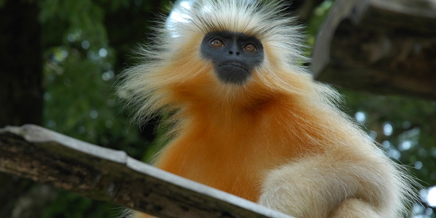 Beautiful snapshot of a Golden langur on the branch of a tree in the Wildlife sanctuary