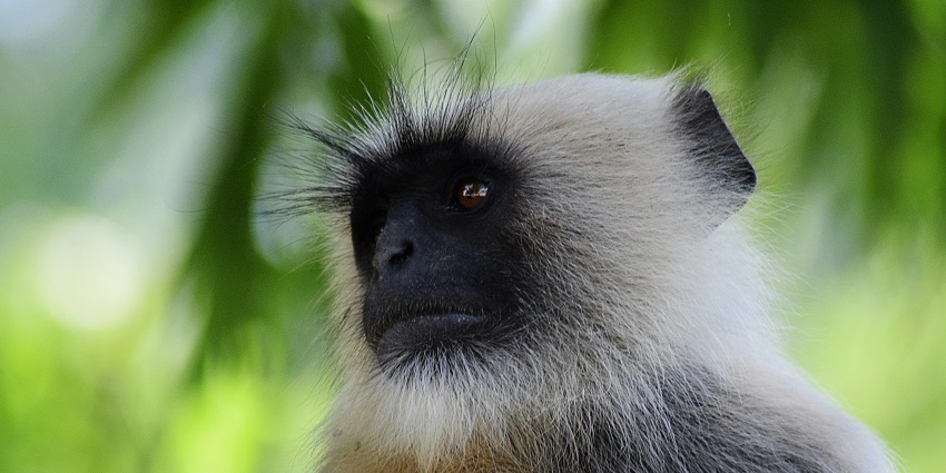 A closer look of golden langur sitting amidst the lush green vegetation in Chakrashila.