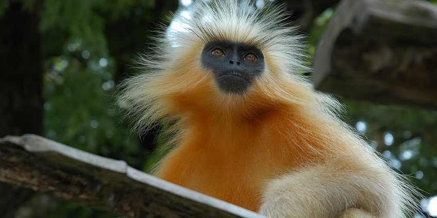 A close-up view of a golden langur sitting on a branch of tree during the daytime.