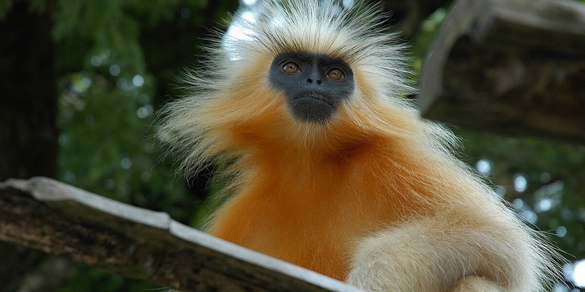 Chakrasila Wildlife Sanctuary is one of the best places to visit near Mahamaya Temple.
