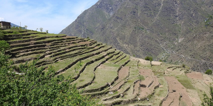 A picture of a lush green hill with views of a terrace farm near Kangra, Himachal Pradesh