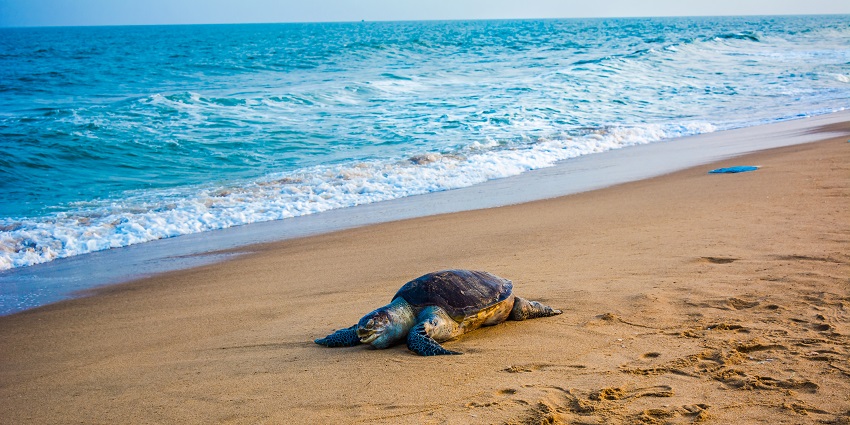 Chandipur Beach offers a unique coastal experience while camping in Odisha state.