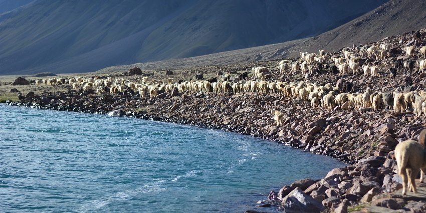 Chandratal Lake in Himachal is also known as the Moon Lake as it is crescent-shaped.