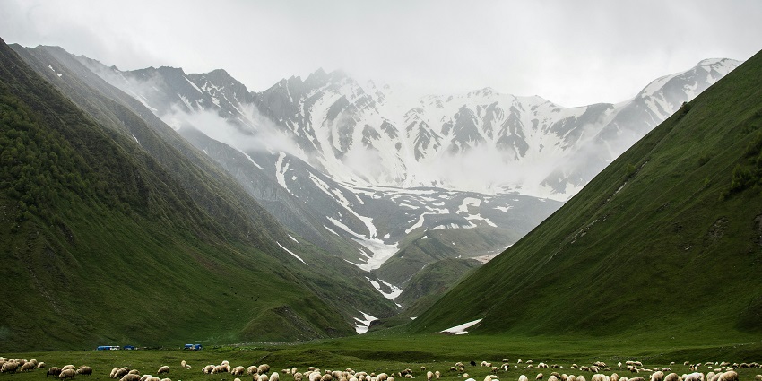 A herd of animals grazing on the fields surrounded by green-capped peaks in Chatakpur.