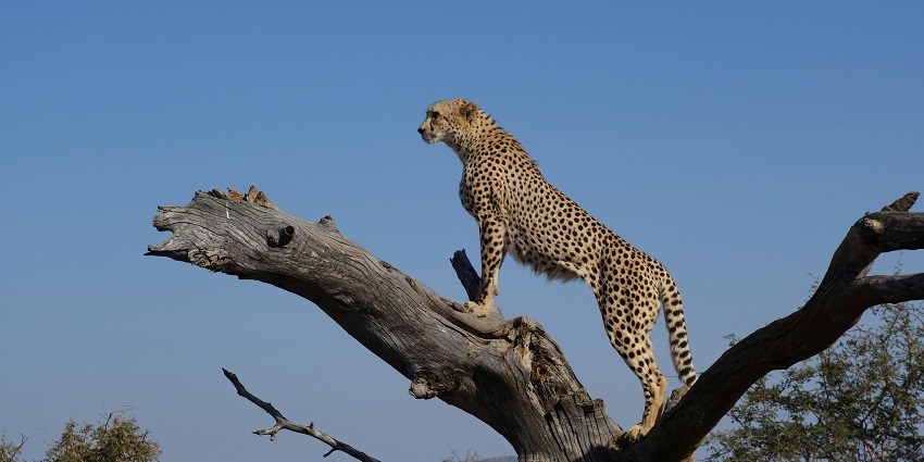 Image of a cheetah perched atop a branch, looking at its surroundings with alert eyes.