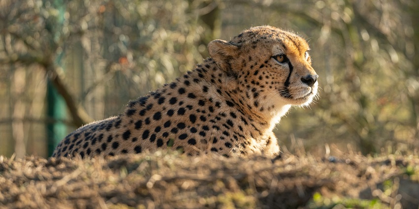 Cheetah lying on brown grass, resting in a relaxed pose - places to visit in Bomdila.