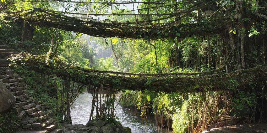 Image of mesmerising root bridge in Cherrapunji‎, Meghalaya, India =- one of the best places to visit near Assam