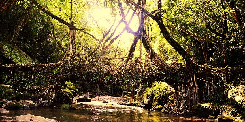 Exploring Cherrapunji living root bridges is one of the best things to do in Meghalaya.