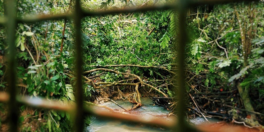 A breathtaking view of a river flowing through a lush green nature park during the day.