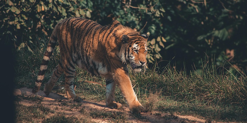 Tiger at Chiang Mai Night Safari, one of the top places to visit in Thailand with family.