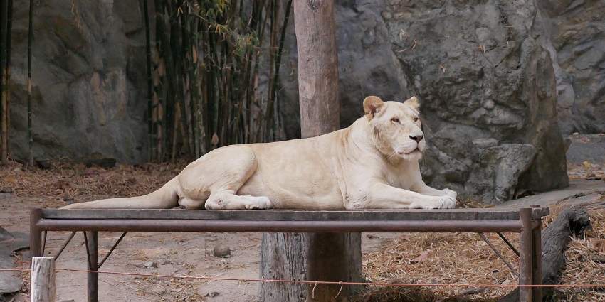 Witness a diverse range of wildlife at the famous Chiang Mai Zoo located in Thailand.