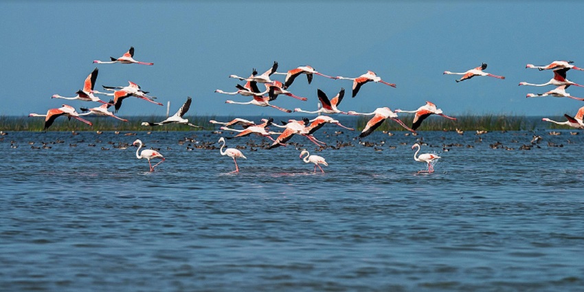 Chilika Lake forms part of the Chilika Wildlife Sanctuary, home to endangered dolphins.