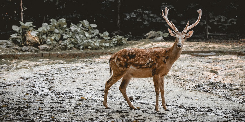 This sanctuary is full of a tranquil vibe with many plant and animal species, highlighting its value.