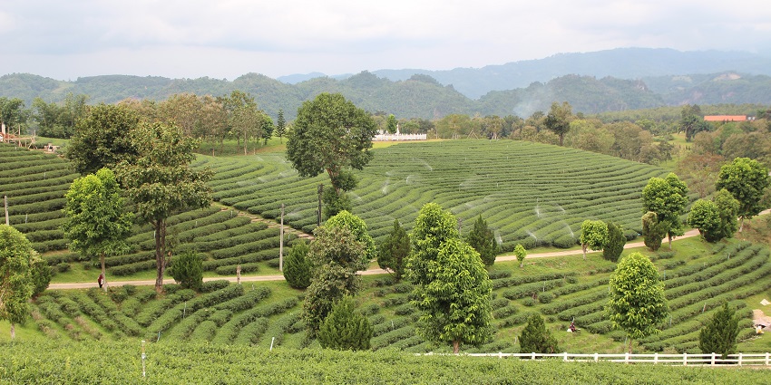 Choui Fong Tea Plantation has spectacular tea gardens for relaxation and sight-seeing.