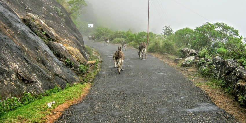 Chummar Trail lets you navigate through verdant landscapes, valleys, and meadows.