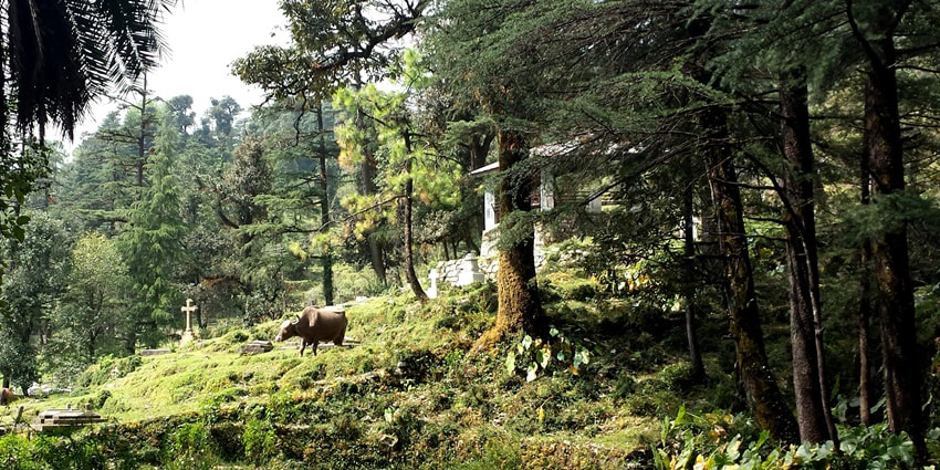 A picture of the lush backyard of the Church of St. John In The Wilderness in McLeod Ganj