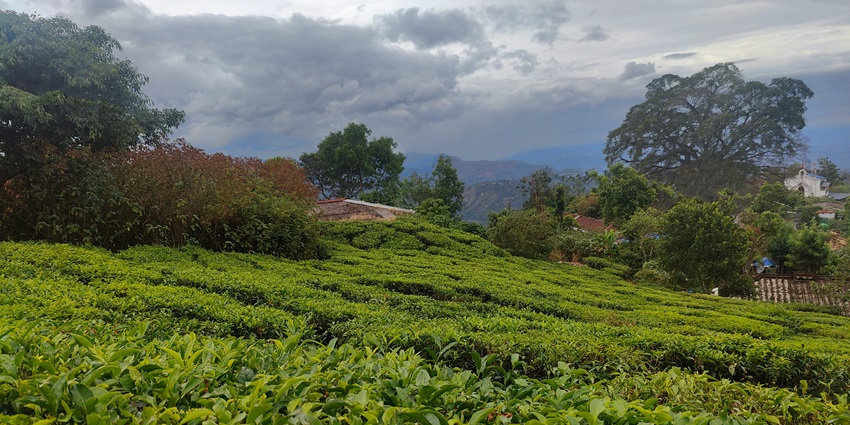 A glimpse of the sprawling Cinnamora Tea Estate featuring lush greenery and more.