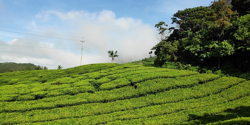 The view of lush green rolling hills with aromatic tea plantations in Kerala.