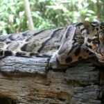 Majestic Still of a Clouded Leopard spotted in the Clouded Leopard national Park