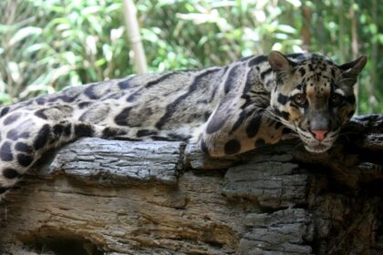 Majestic Still of a Clouded Leopard spotted in the Clouded Leopard national Park