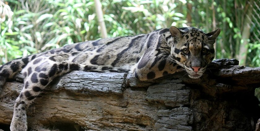 Majestic Still of a Clouded Leopard spotted in the Clouded Leopard national Park