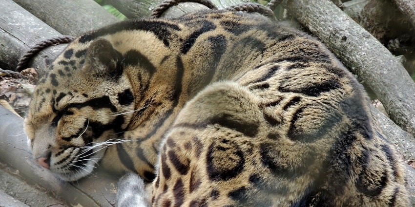 You can witness rare fauna including clouded leopard in their natural surroundings here.