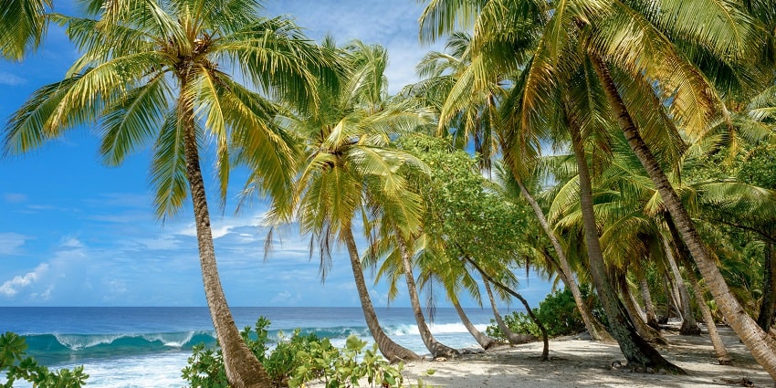 A glimpse of coconut trees swaying on the pristine sands of the leisure hub of Colombo.