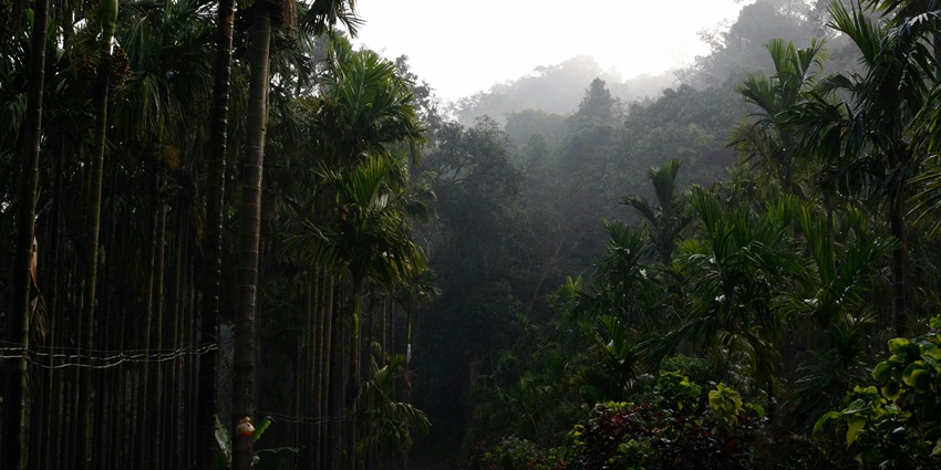 Lush green forest with sunlight filtering through the trees, a serene natural landscape.