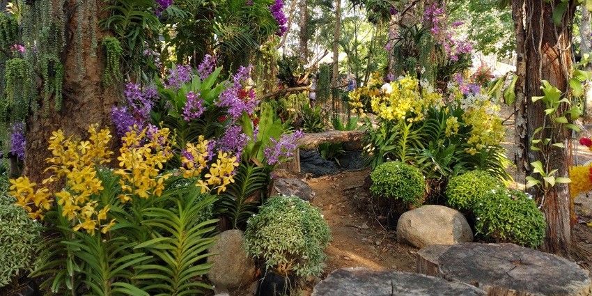 This garden is an ideal place for nature lovers to see the common as well as rare species of orchids