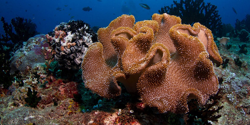 An image showing underwater corals is used to represent the boutique with the same name.