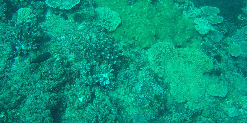 An underwater picture of coral reefs