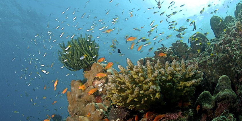A picture of coral reefs clicked underwater while snorkelling in Phuket