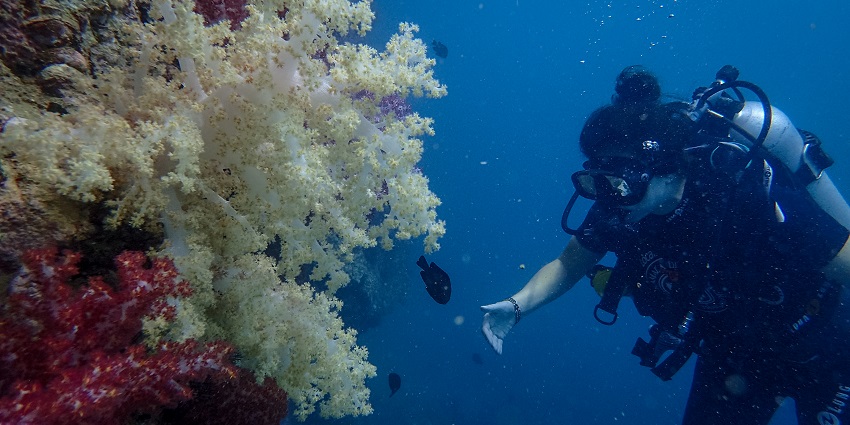 A scuba diver exploring the depths of water while diving around coral reefs and sea plants