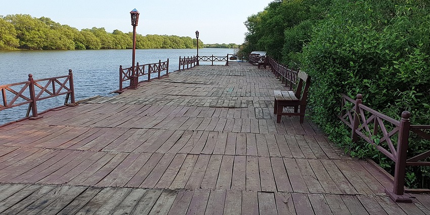 Coringa Wildlife Sanctuary is home to the third-largest stretch of mangrove forests.