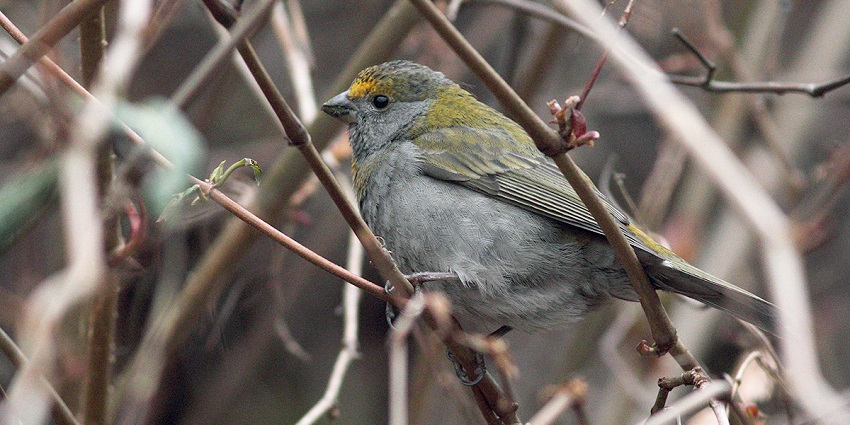 Crimson-browed finch perched on a branch, vibrant red brown and intricate plumage.