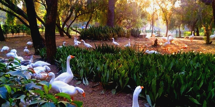 Scenic image of ducks in the beautiful lodhi garden in the south Delhi area