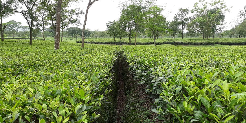 Gairkata Tea Estate with workers in green tea fields under a cloudy sky in West Bengal
