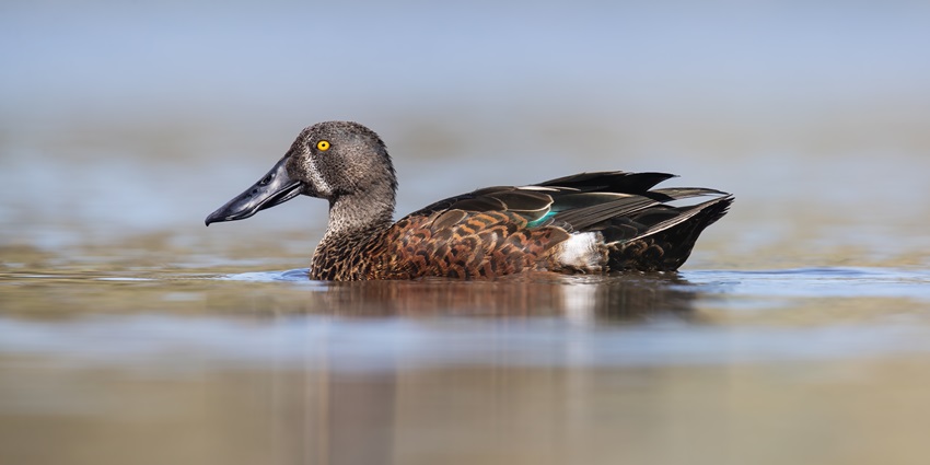 Daman Wildlife Sanctuary is one of the places to visit in Daman for nature enthusiasts.