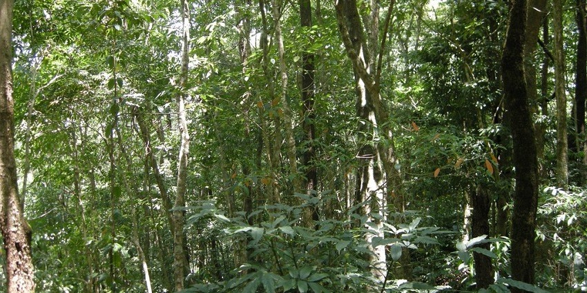 Dampa tiger reserve is one of the best national parks in Mizoram for adventure seekers