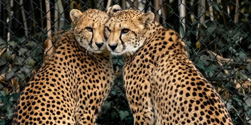 Dampa Wildlife Sanctuary is home to a variety of exotic creatures, including Hoolock gibbons and Indian leopards.
