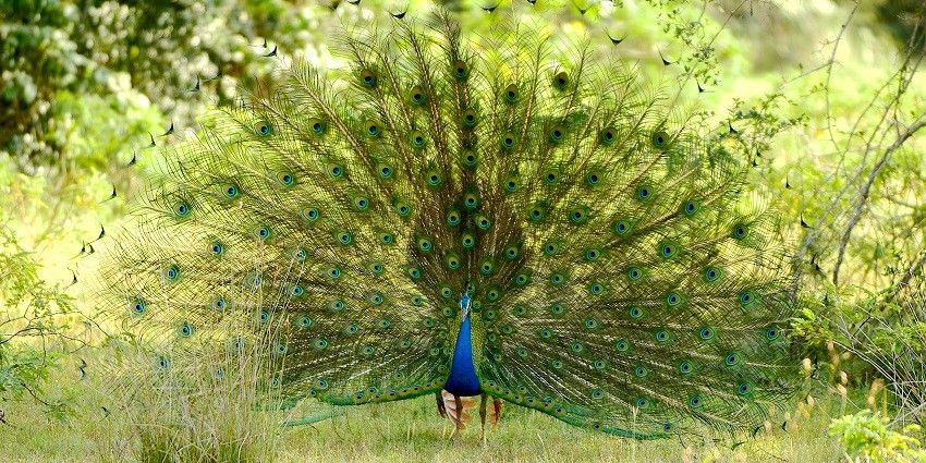 A vibrant peacock displaying its colourful feathers while dancing showcasing nature's beauty.