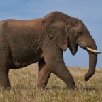 An elephant walking on the sprawling grounds of the tourist attraction of the region.